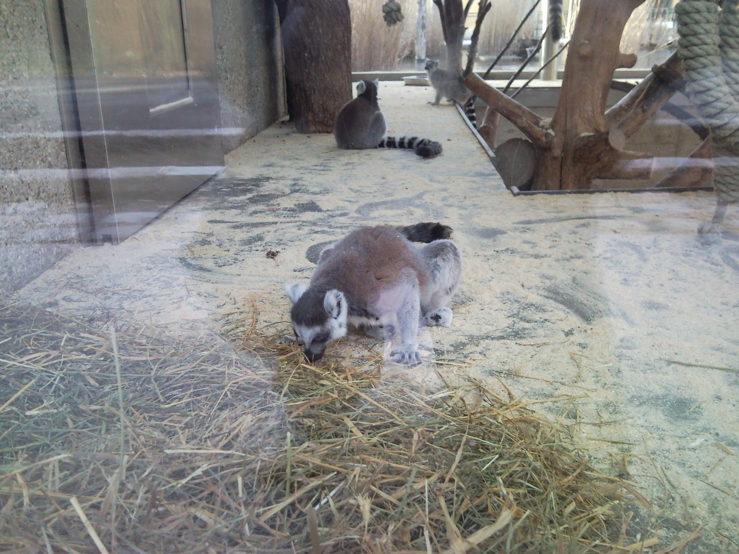 Zoo Schönbrunn - der älteste Zoo der Welt