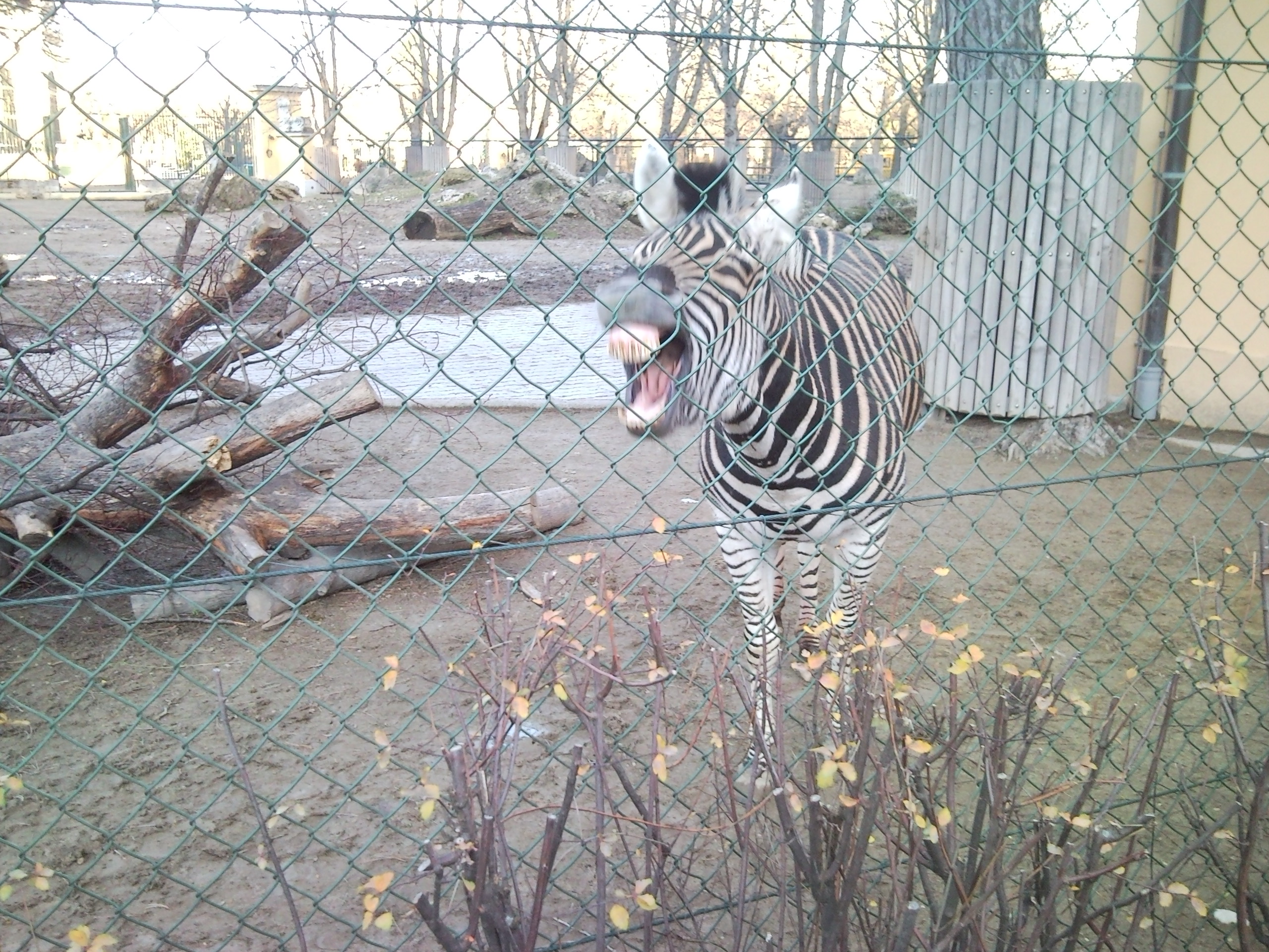 Zoo Schönbrunn - der älteste Zoo der Welt
