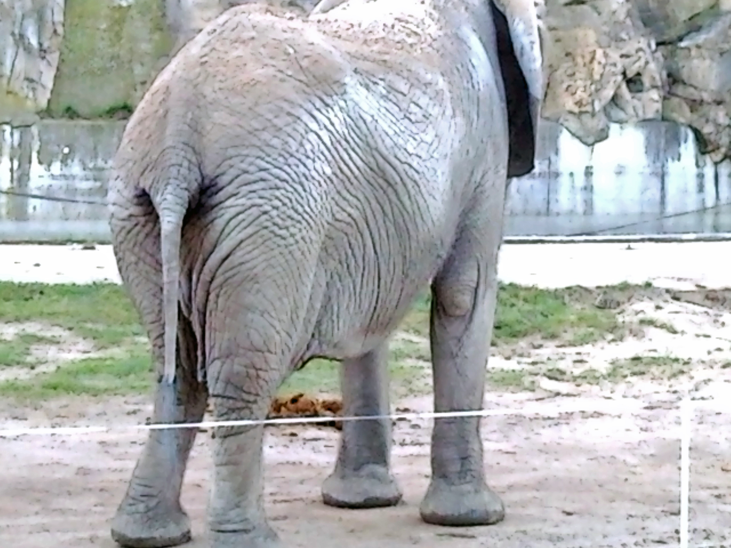 Zoo Schönbrunn - der älteste Zoo der Welt