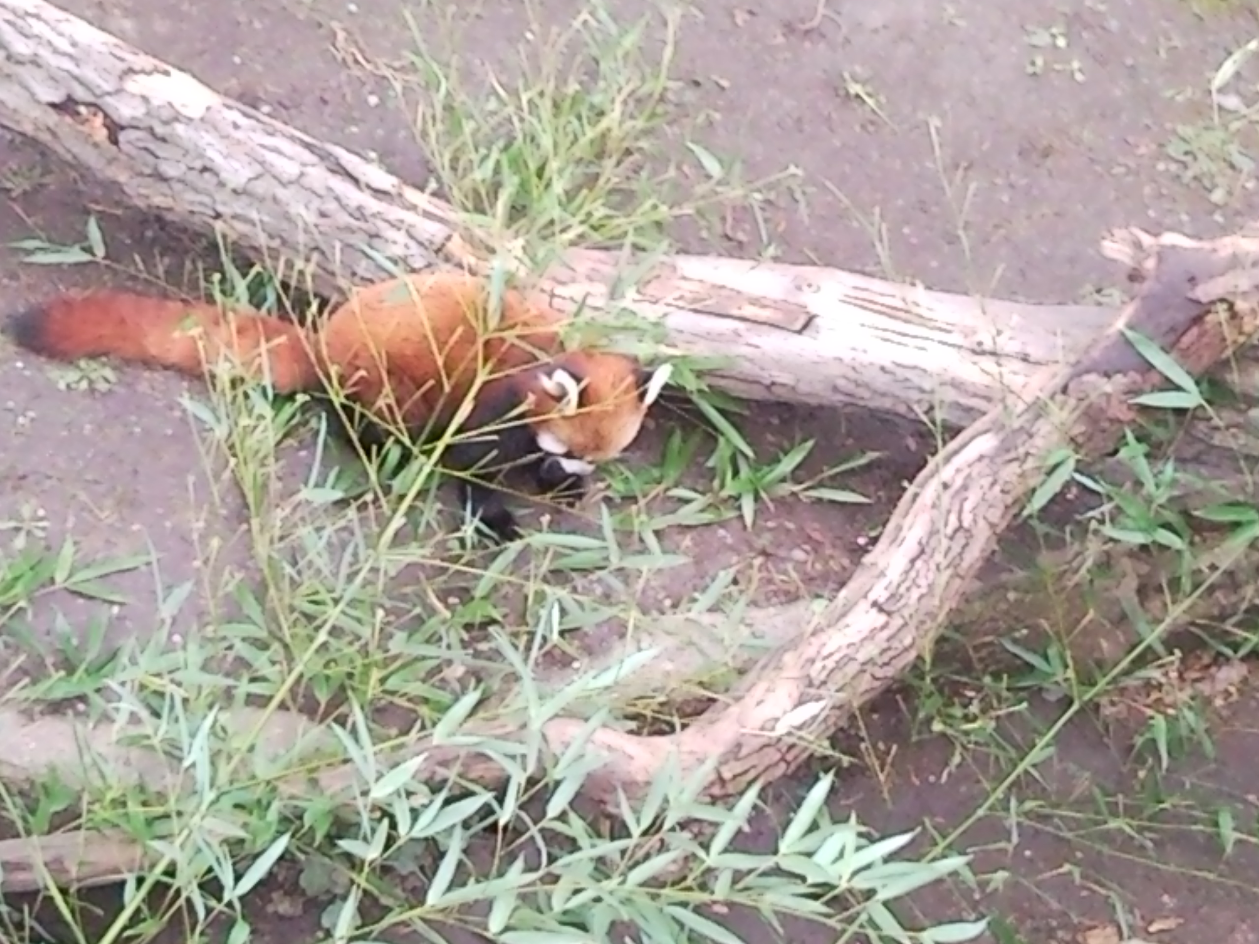 Zoo Schönbrunn - der älteste Zoo der Welt