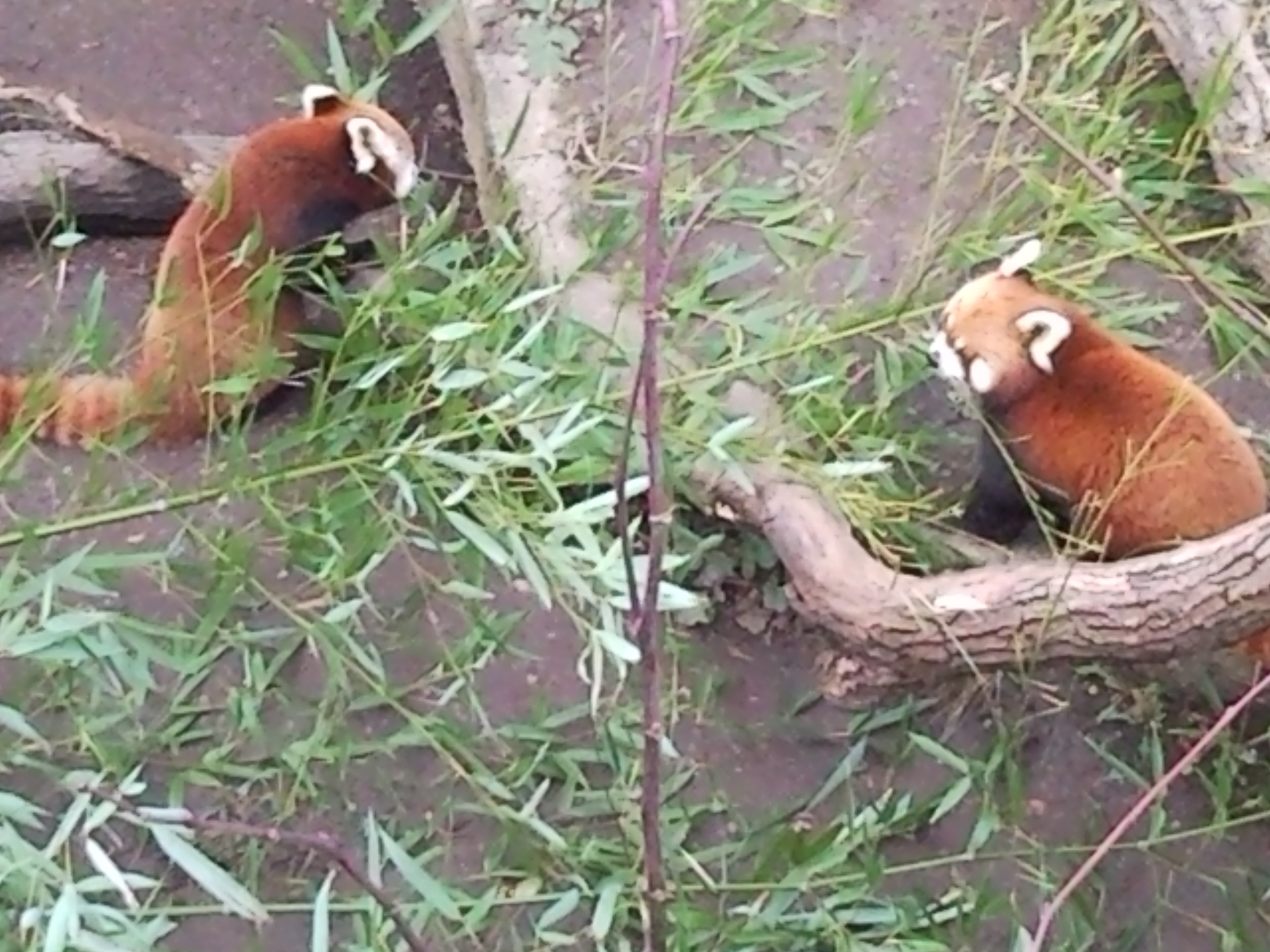 Zoo Schönbrunn - der älteste Zoo der Welt