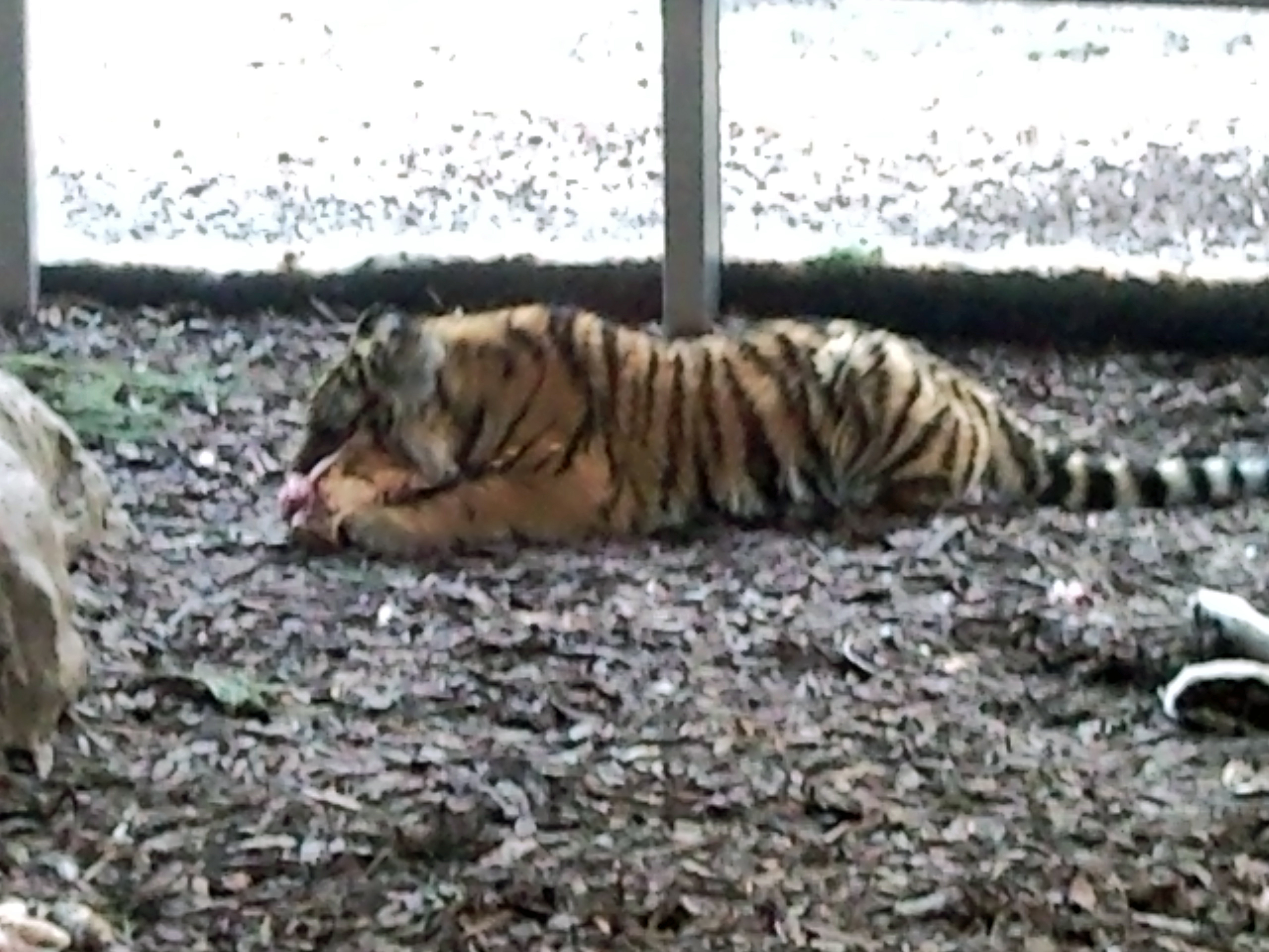 Zoo Schönbrunn - der älteste Zoo der Welt