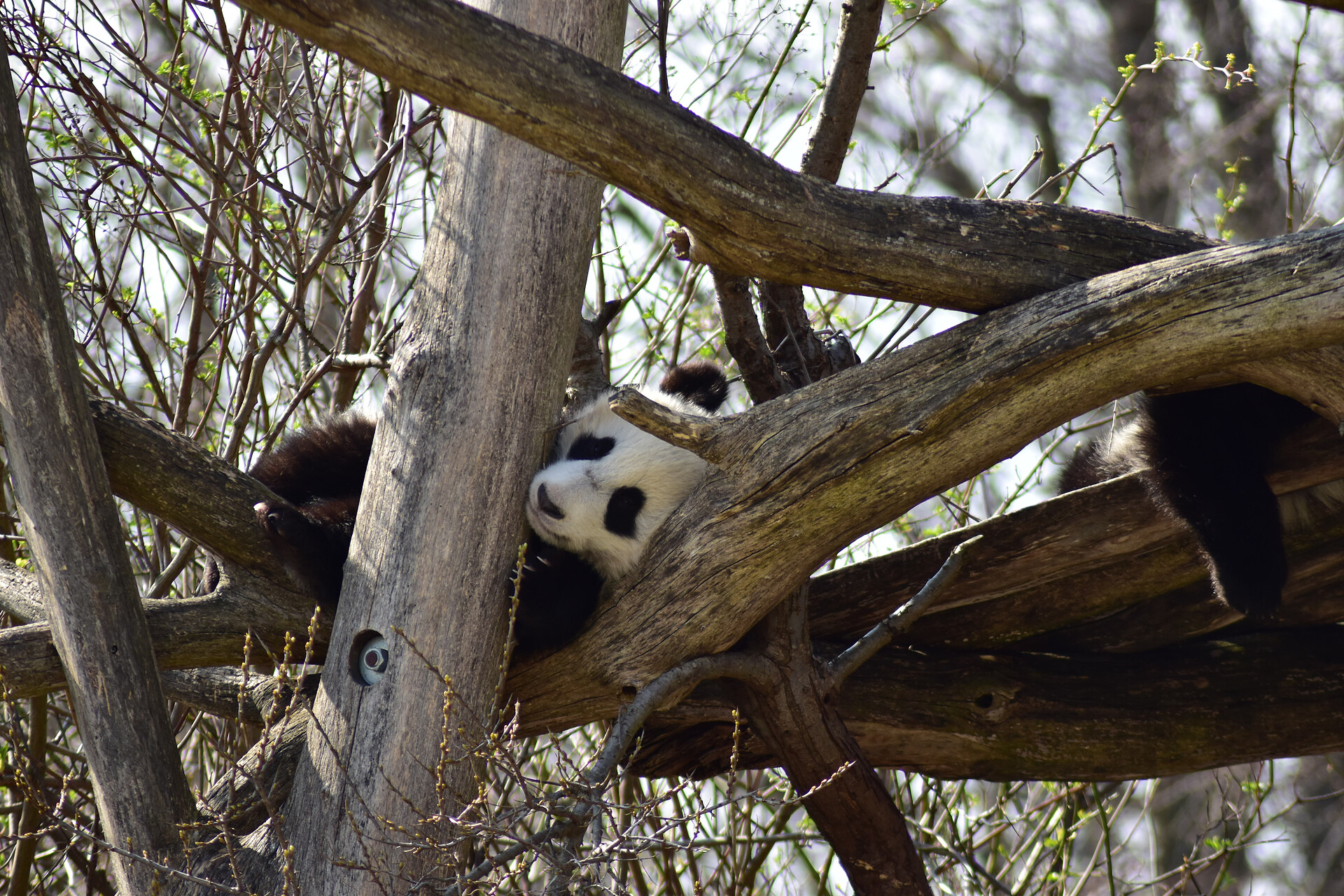 Zoo Schönbrunn - der älteste Zoo der Welt