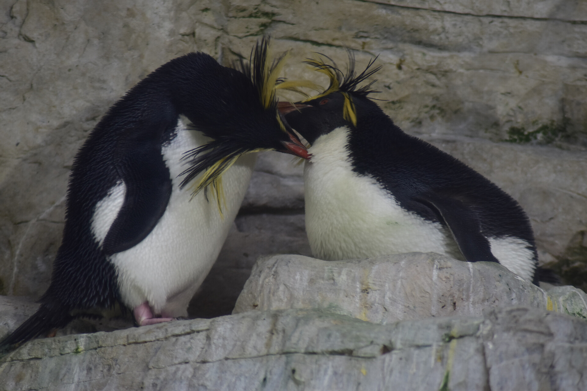 Zoo Schönbrunn - der älteste Zoo der Welt