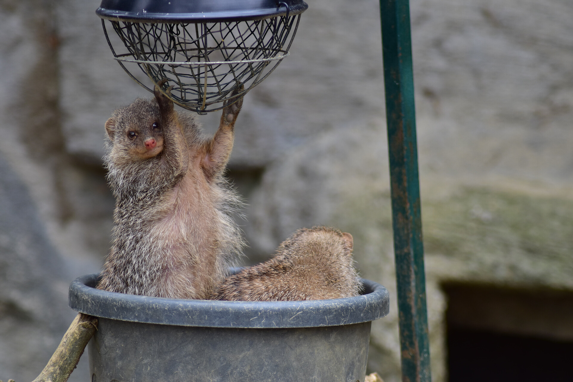 Zoo Schönbrunn - der älteste Zoo der Welt