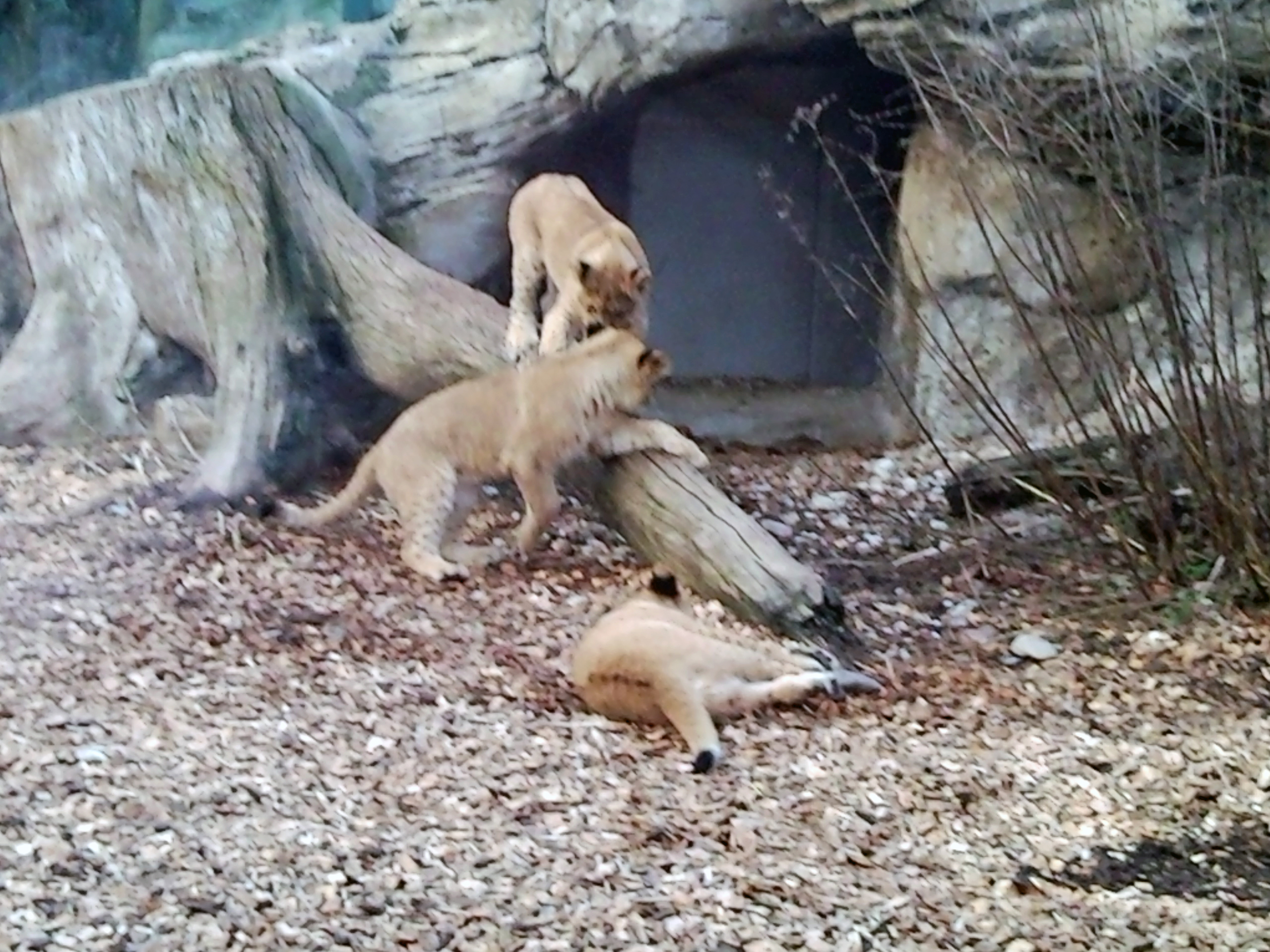 Zoo Schönbrunn - der älteste Zoo der Welt