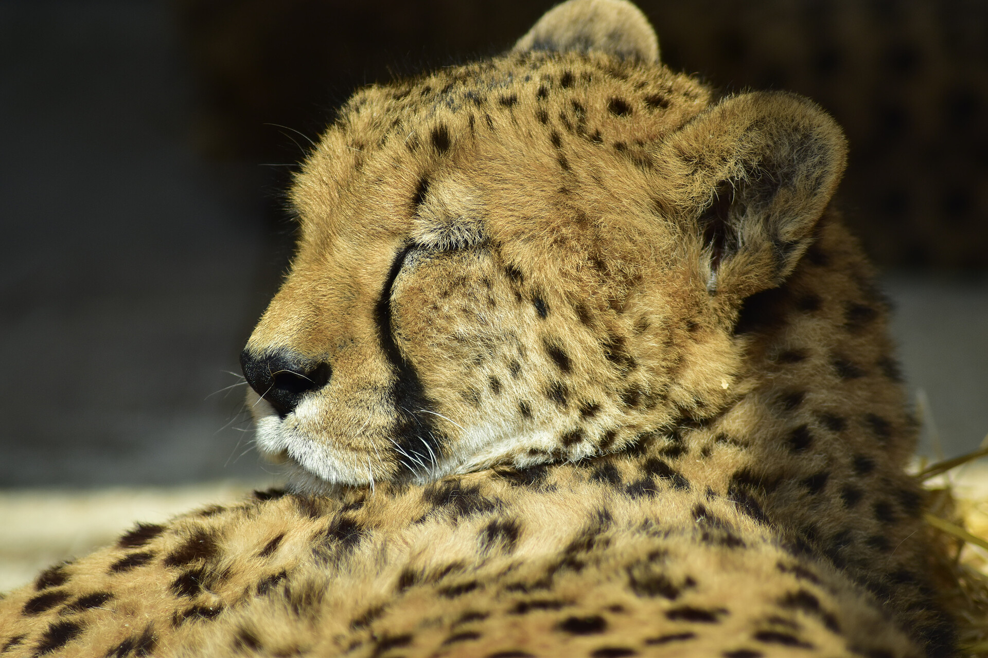 Zoo Schönbrunn - der älteste Zoo der Welt