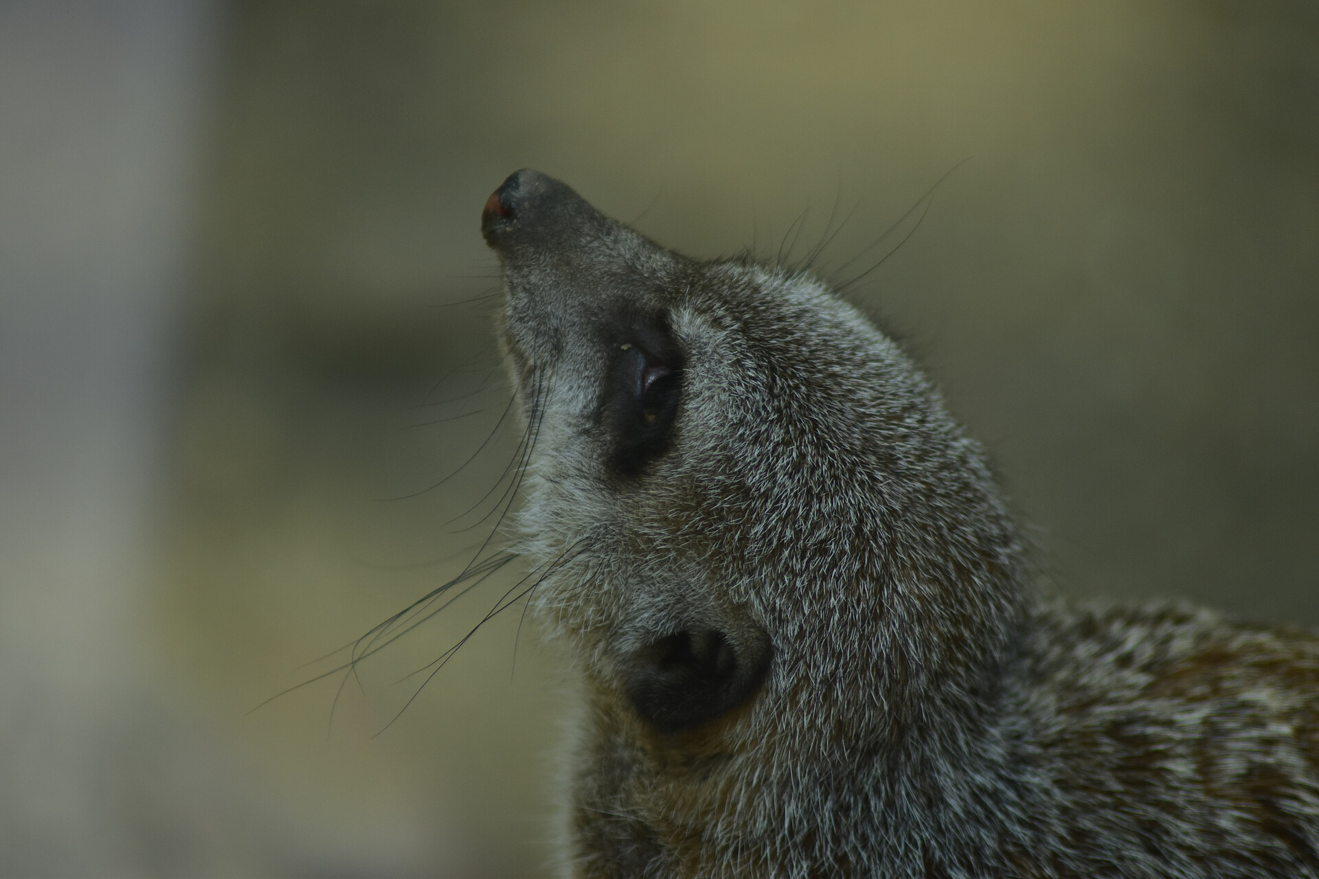 Zoo Schönbrunn - der älteste Zoo der Welt