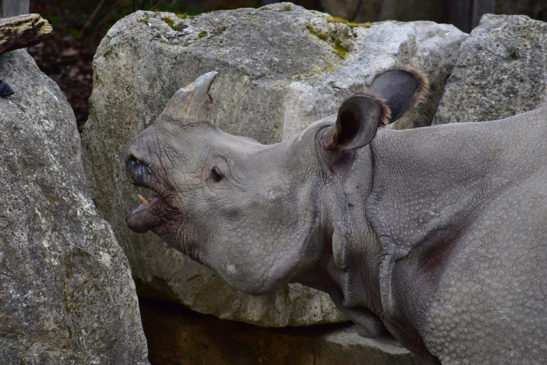 Zoo Schönbrunn - der älteste Zoo der Welt