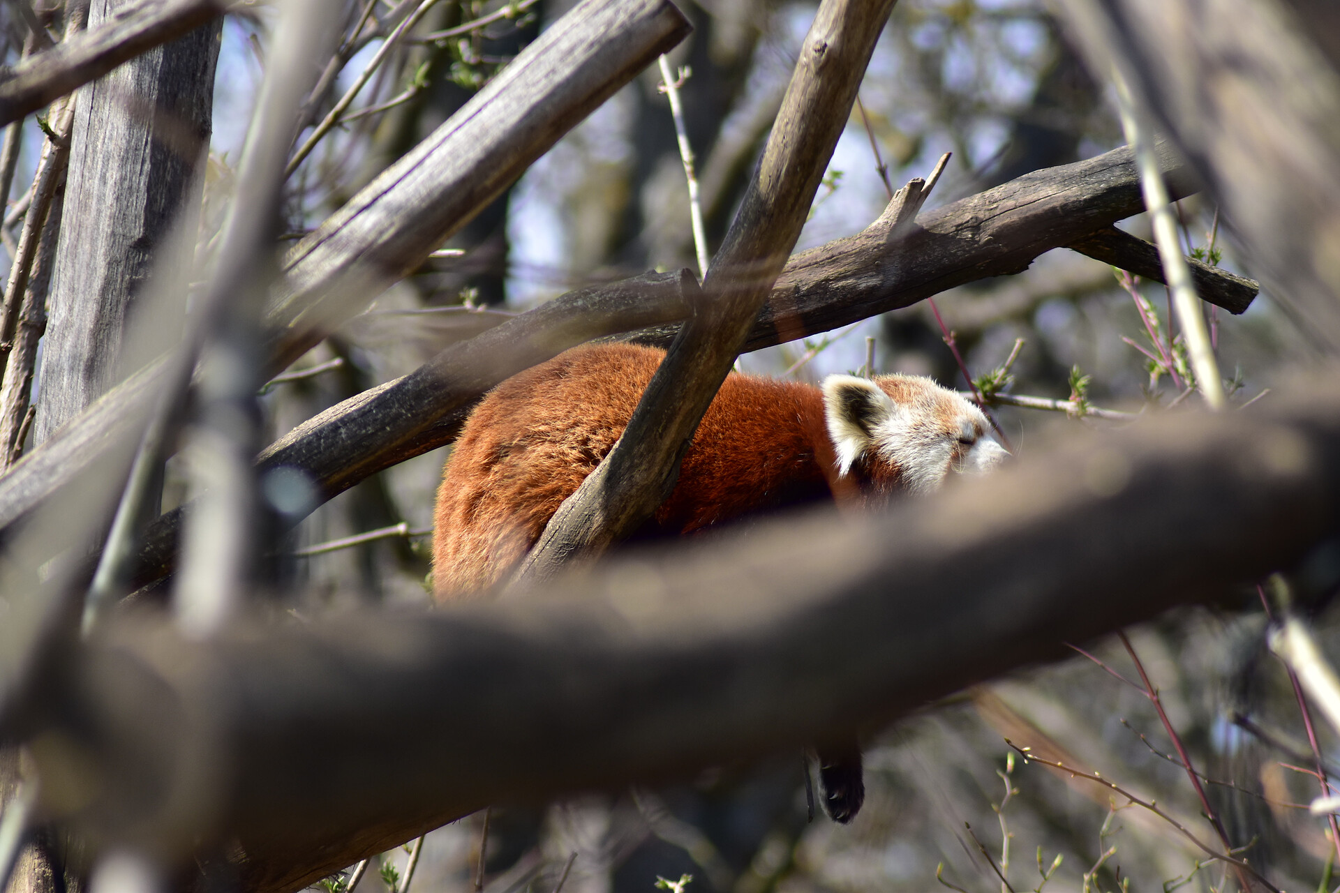 Zoo Schönbrunn - der älteste Zoo der Welt