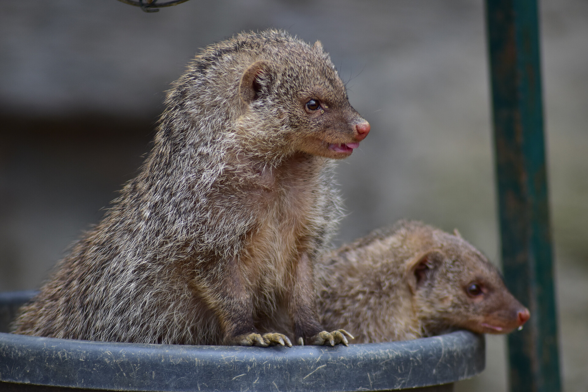 Zoo Schönbrunn - der älteste Zoo der Welt