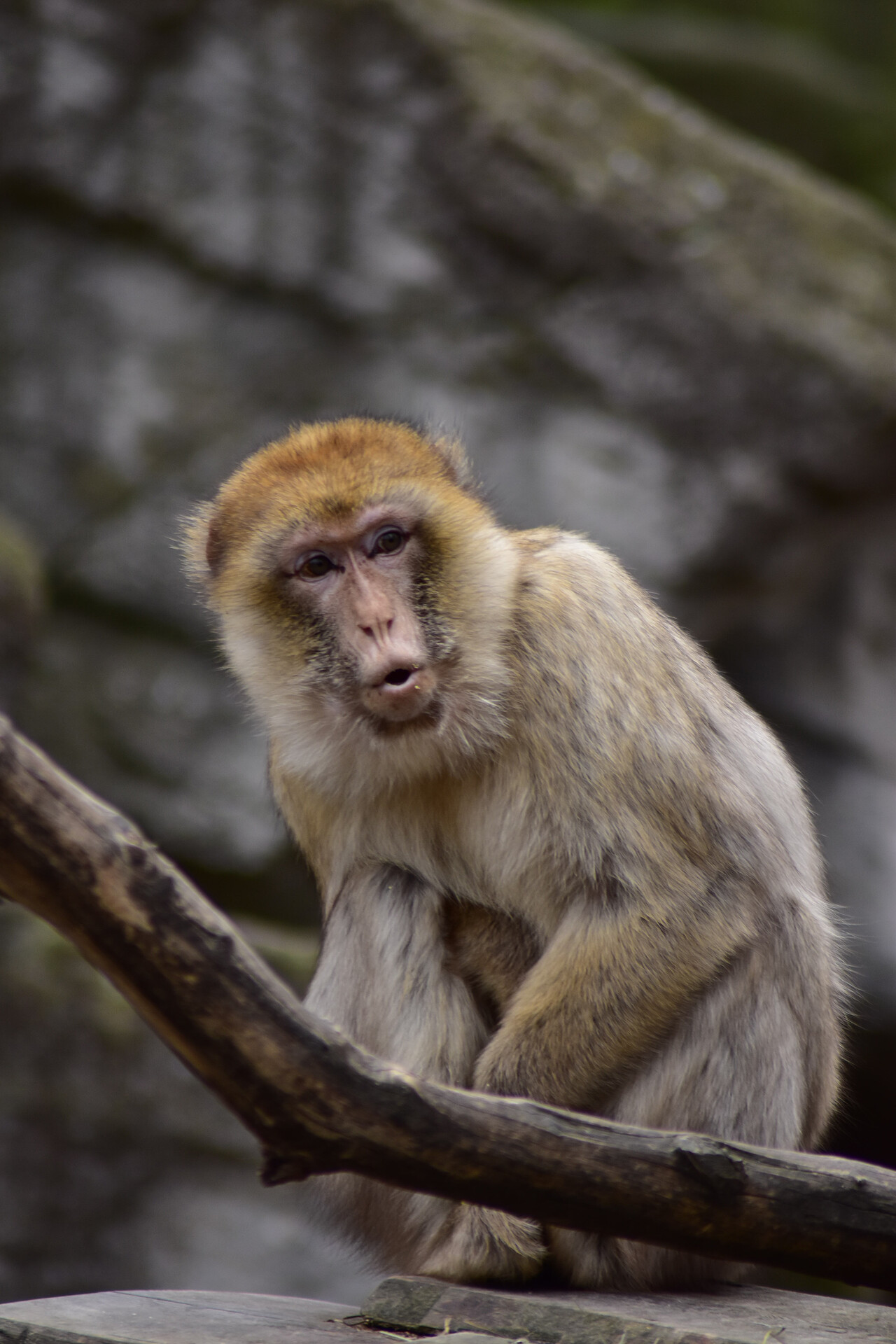 Zoo Schönbrunn - der älteste Zoo der Welt