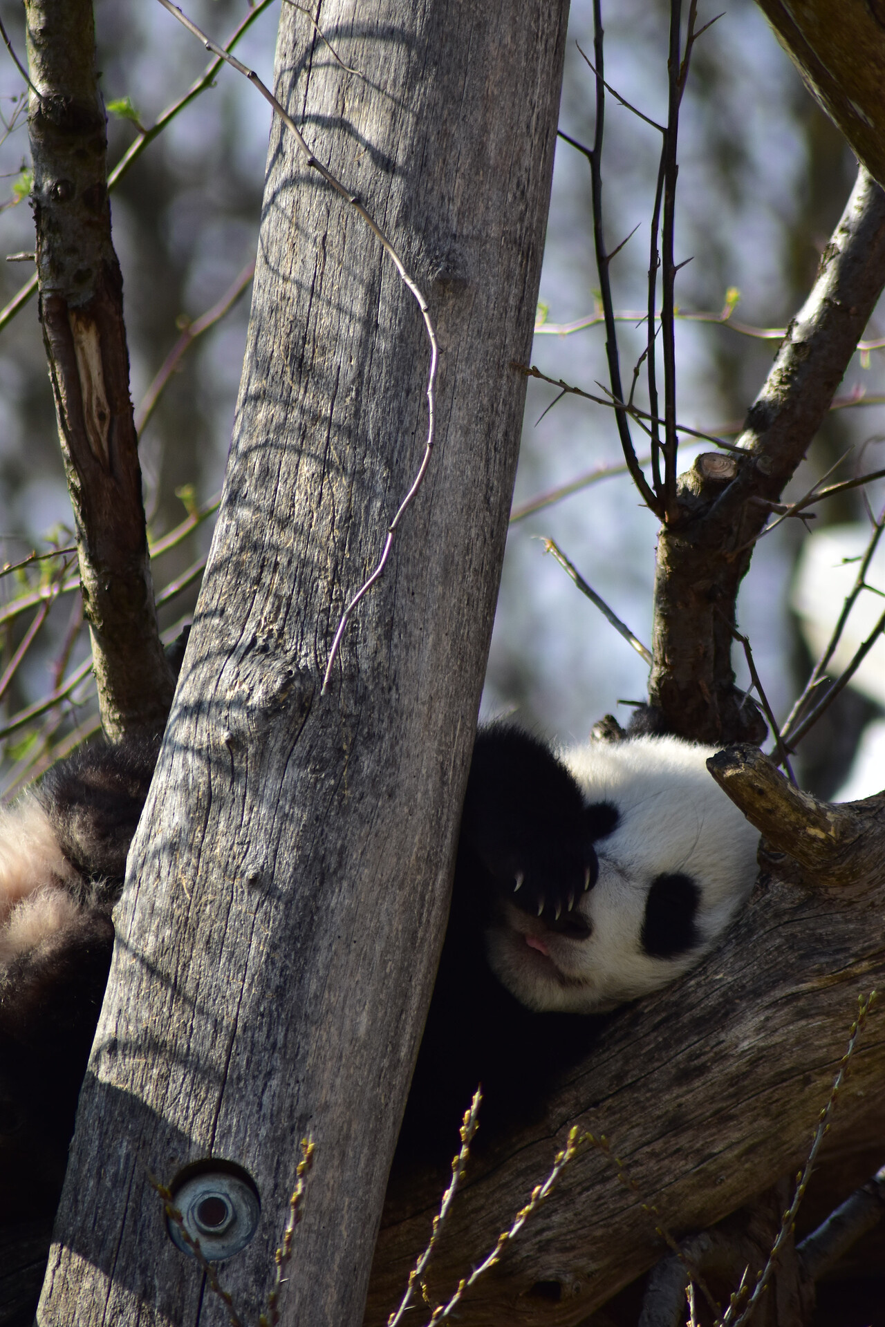 Zoo Schönbrunn - der älteste Zoo der Welt